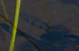 Fiveblotch Jewelfish, photographed in North-West