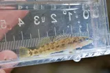 Orangebelly Darter, photographed in Arkansas