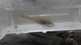Spotfin Shiner, photographed in Ohio