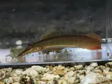 Spotfin Spiny Eel, photographed in Florida