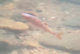 Rosefin Shiner, photographed in Virginia