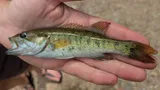 Redeye Bass, photographed in Alabama