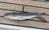Cosmopolitan Flyingfish