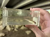 Clear Chub, photographed in Alabama