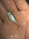Silver Carp, photographed in Illinois