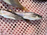 Fathead Minnow, photographed in Utah