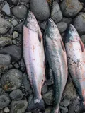 Pink Salmon, photographed in British Columbia