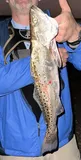 Spotted Seatrout, photographed in Florida