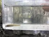 Waccamaw Killifish, photographed in North Carolina