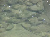 Bluehead Chub, photographed in Virginia