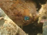 Balloonfish, photographed in Puntarenas