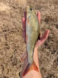 Blacktail Redhorse, photographed in Mississippi