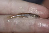 Waccamaw Killifish, photographed in North Carolina