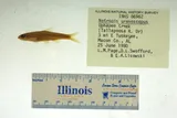 Skygazer Shiner, photographed in Alabama