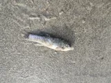 California Killifish, photographed in California