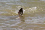 Cownose Ray, photographed in Maryland