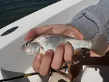 Silver Perch, photographed in Georgia