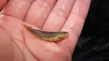 Rainbow Darter, photographed in Ohio