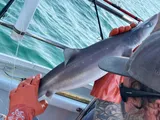 Spiny Dogfish