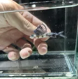 Bluntnose Flyingfish, photographed in Florida