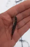 Round Goby, photographed in Kiev City