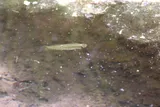 Northern Starhead Topminnow, photographed in Illinois