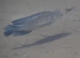Greenheaded Bream, photographed in Matabeleland North