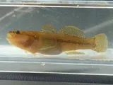 Shimofuri Goby, photographed in Vlaanderen
