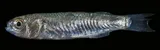 Kanda Mullet, photographed in Hawaii