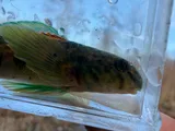 Greenside Darter, photographed in Ohio