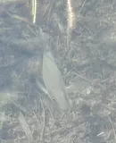 Gray Snapper, photographed in Florida