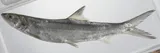 Hawaiian Ladyfish, photographed in Bataan
