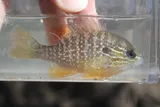 Lepomis solis, photographed in Mississippi