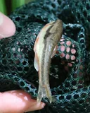 Mountain Redbelly Dace, photographed in Virginia