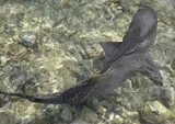 Lemon Shark, photographed in Sal
