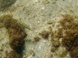 Bandtail Puffer, photographed in Florida