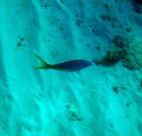 Yellowtail Snapper, photographed in Fajardo
