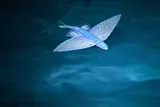 Atlantic Blackwing Flyingfish