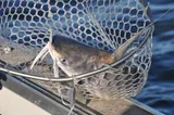 Gafftopsail Catfish, photographed in Florida