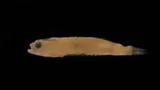 Twoscale Goby, photographed in Quintana Roo