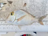 Saucereye Porgy, photographed in Florida