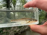 Streamline Chub, photographed in Ohio