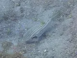 Striped Puffer, photographed in Negros Oriental