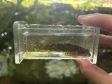 Tuckasegee Darter, photographed in North Carolina
