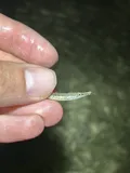 Gulf Pipefish, photographed in Florida