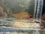Redspotted Sunfish, photographed in Mississippi