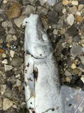 Longnose Sucker, photographed in Alberta