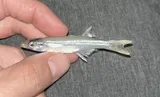 Tidewater Silverside, photographed in Florida