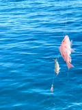 Northern Red Snapper