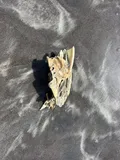 Black Drum, photographed in Alabama